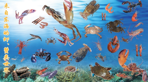 各种龙虾螃蟹图片