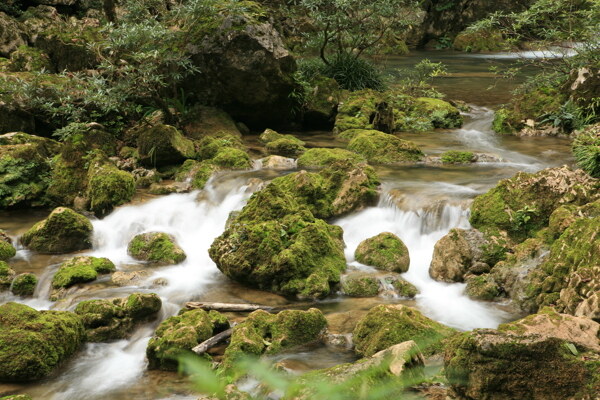 树植物水风景山