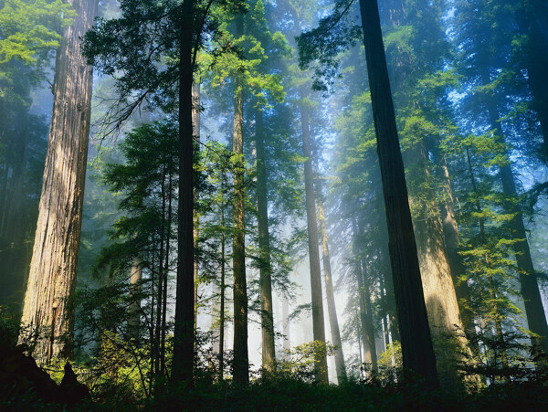 北加州海岸红杉