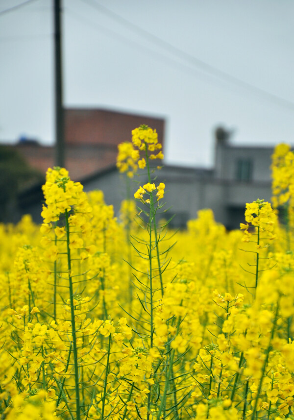 油菜花图片