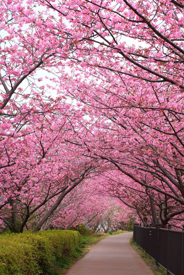 樱花风景图片