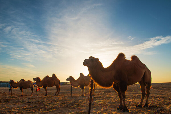 沙漠之舟骆驼
