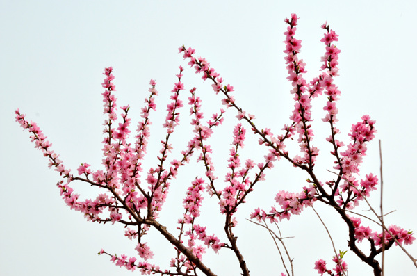 桃花图片