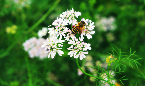 蜜蜂采花芫荽菜花