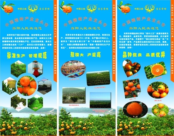 农业柑桔展板图片