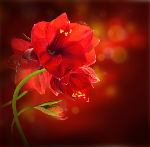 红色鲜花与梦幻光斑图片