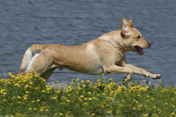 河边奔跑的狗