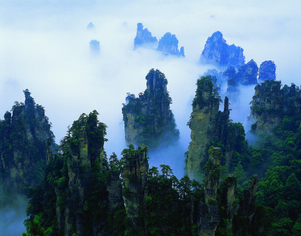 树植物水风景