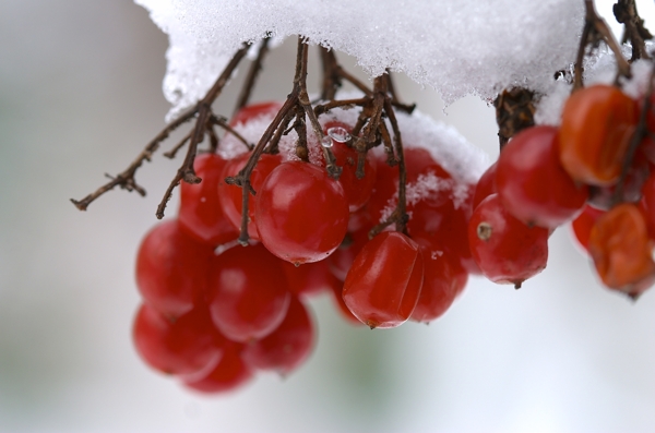 水果与白雪图片