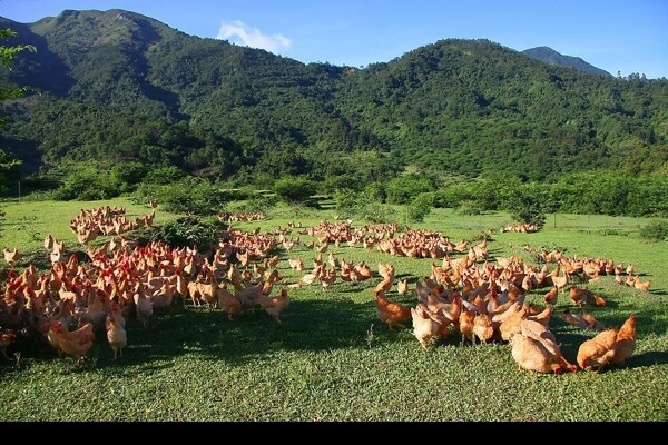 天然放养鸡群图片
