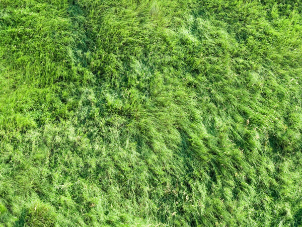 绿草纹理图片从直升机