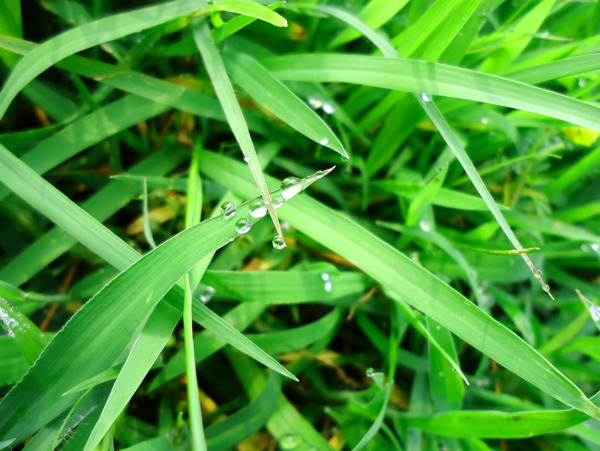 野草水滴