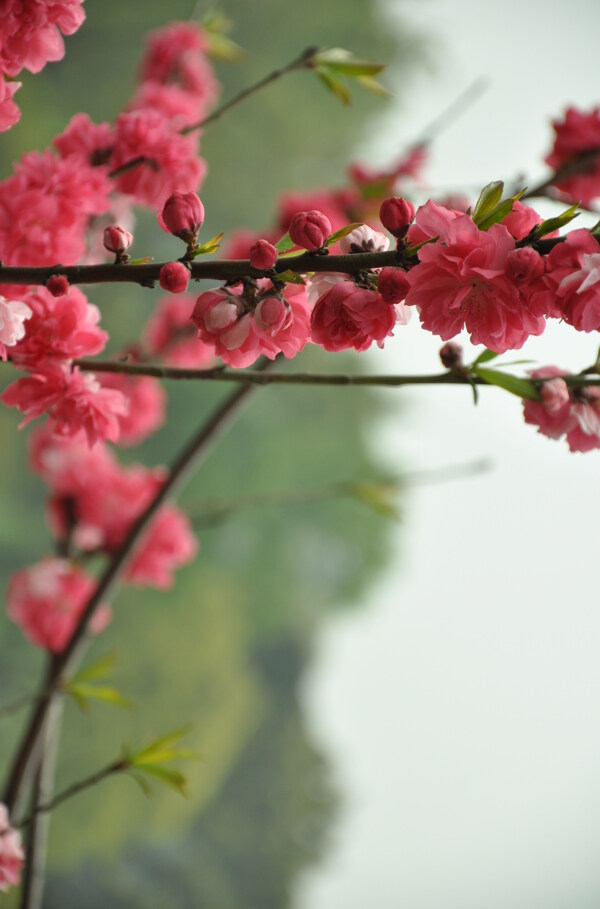 西湖花开图片