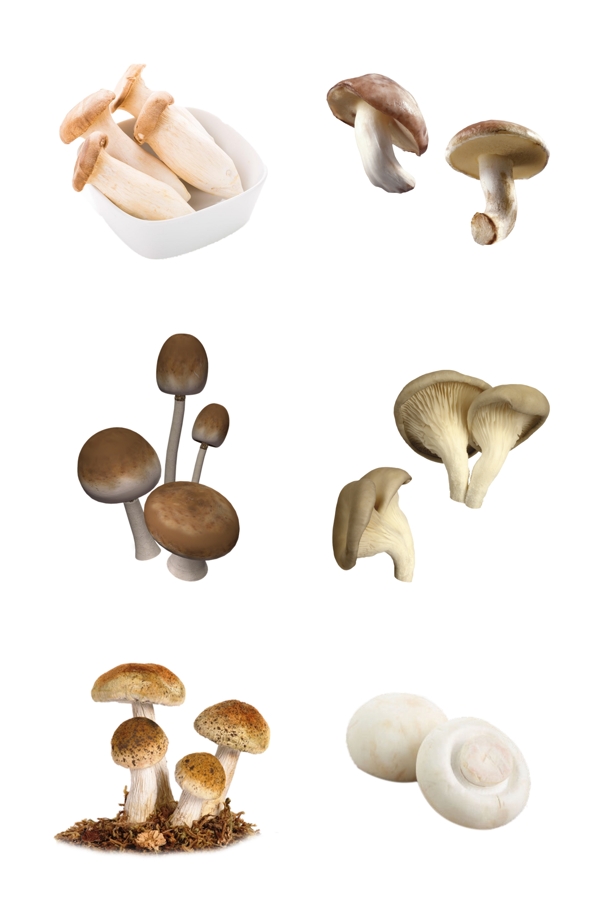 免抠蘑菇png