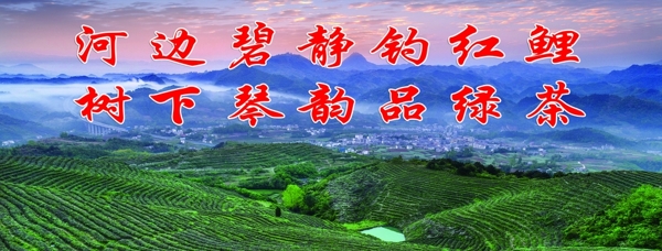 茶场全景