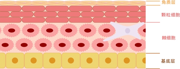 人体表皮细胞结构