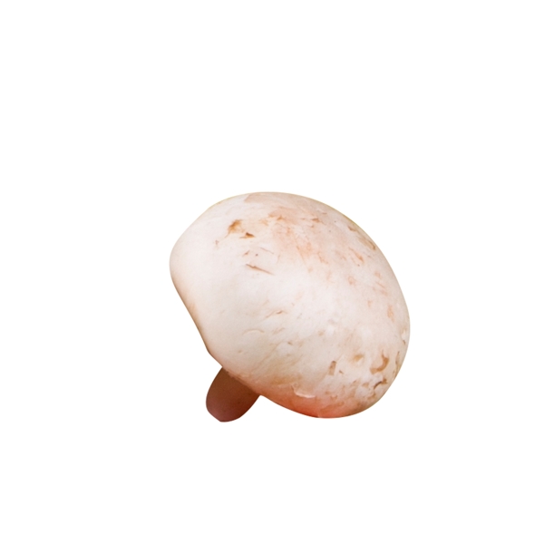 白色圆弧蘑菇食物元素