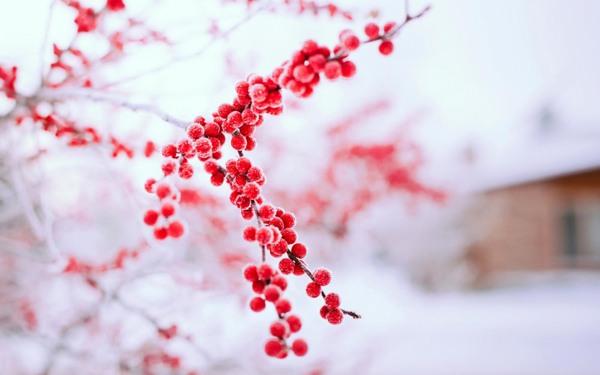 雪一枝红冬天春白色图片