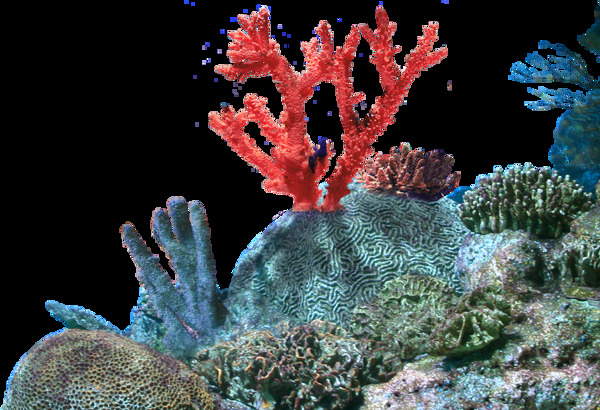 海底世界珊瑚元素