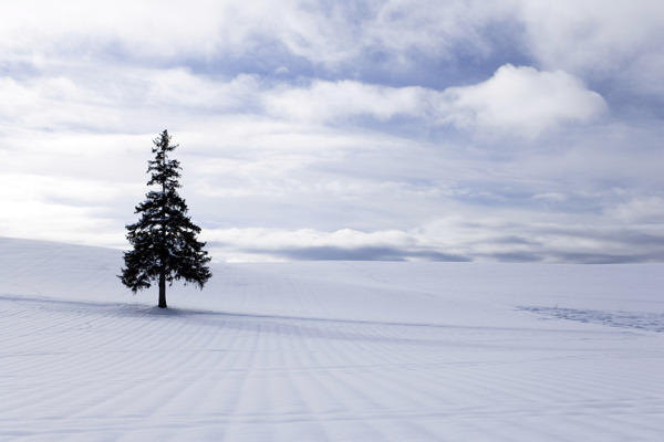 雪原上的圣诞树图片