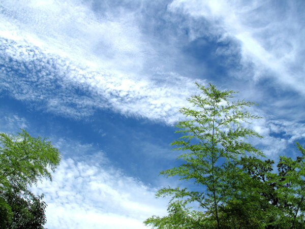 蓝天白云竹子图片