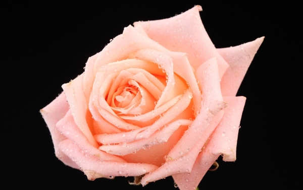 一束粉红玫瑰图片