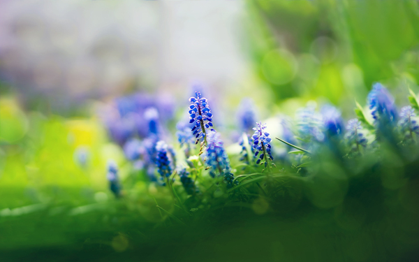 位图植物花朵写实花卉超高清免费素材