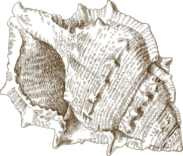 海螺素描