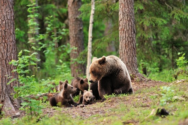 树林里的熊与小熊图片