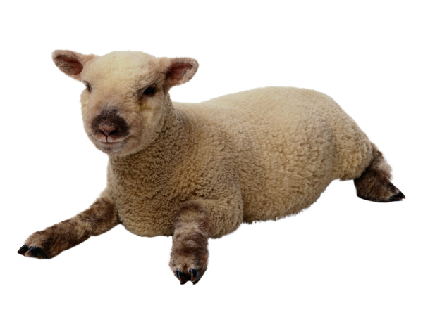 羊绵羊家畜动物图片