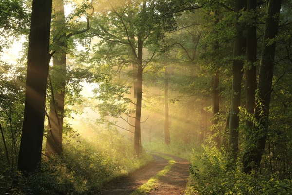 阳光光线树林图片