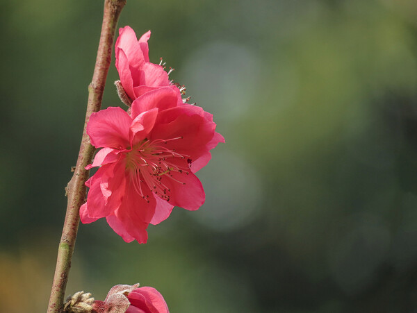 艳丽的桃花