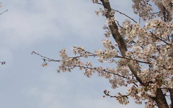 盛开的樱花树二月的风图片