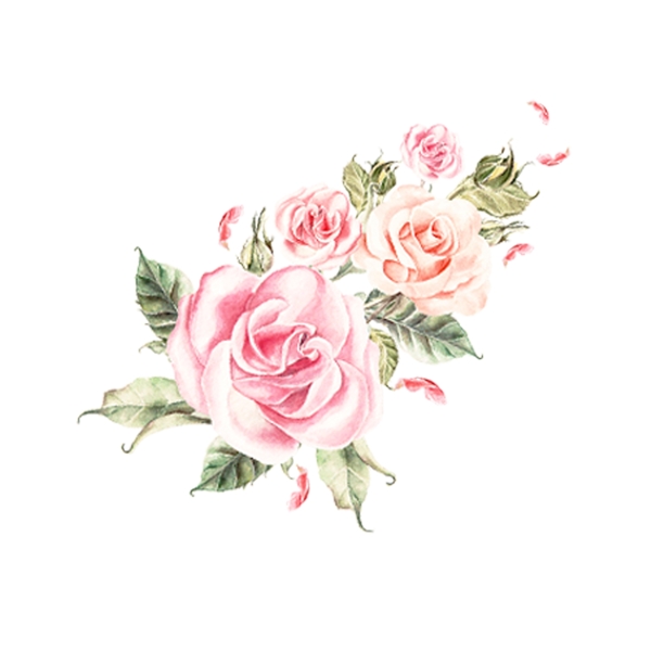 手绘的蔷薇花素材可商用
