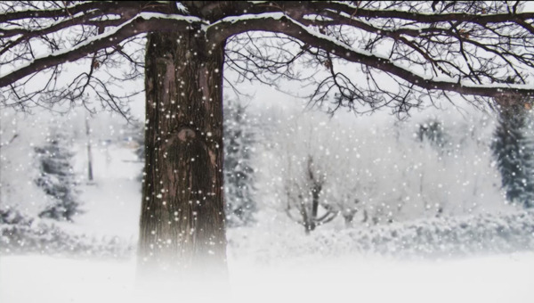 下雪的森林积雪大树