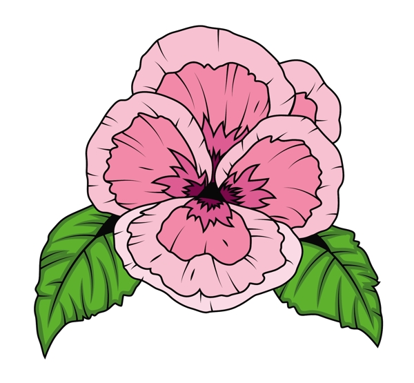 旧货粉红色罂粟花