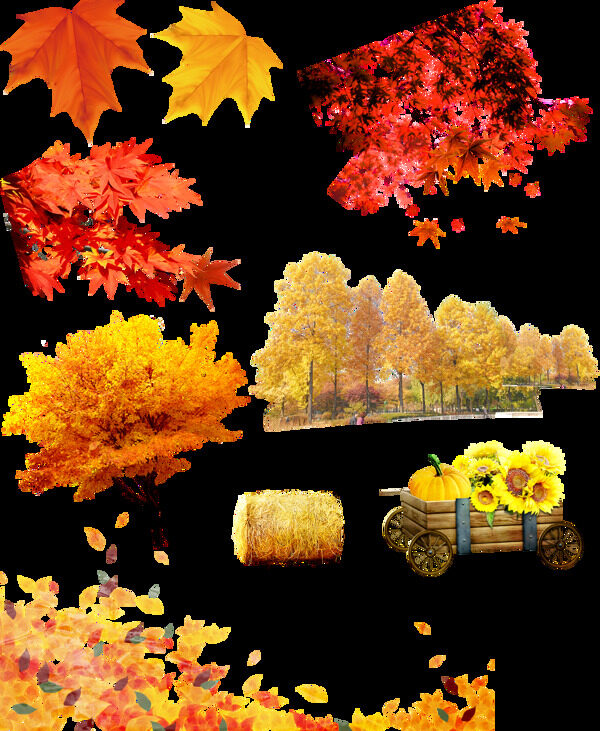 秋天各式枫树枫叶png透明素材