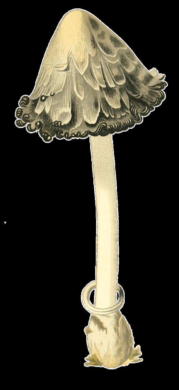 手绘奇怪的野生蘑菇透明装饰素材