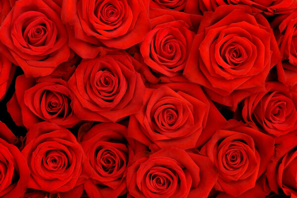 红色玫瑰花背景图片