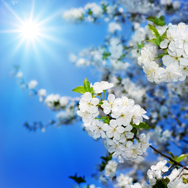 阳光照射的梨花摄影图片