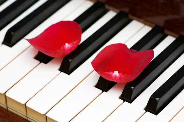 钢琴上玫瑰花瓣图片