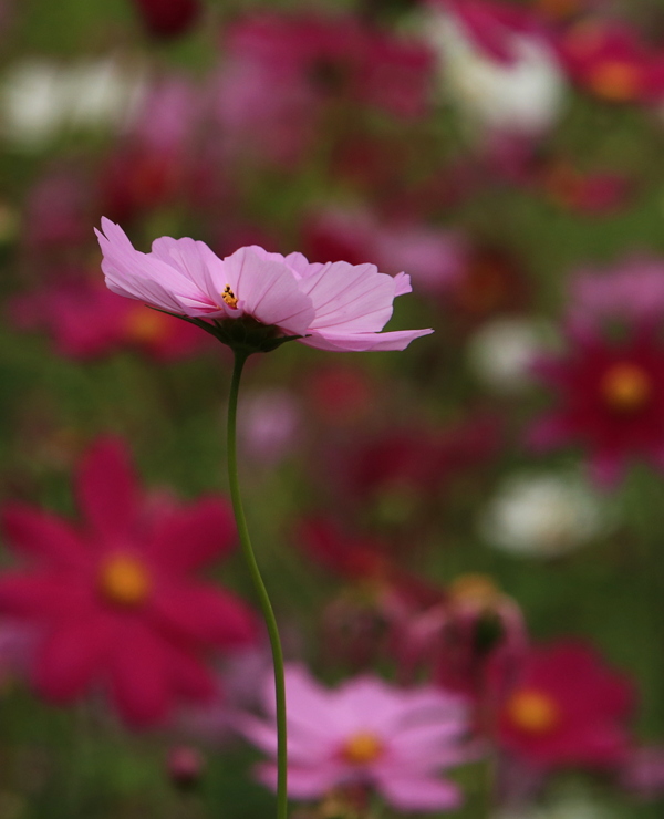 位图植物摄影写实花卉花朵数码照片免费素材