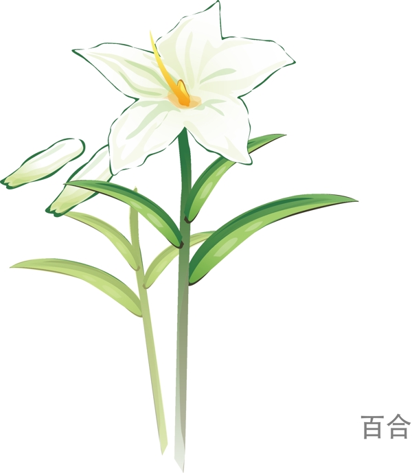 百合花