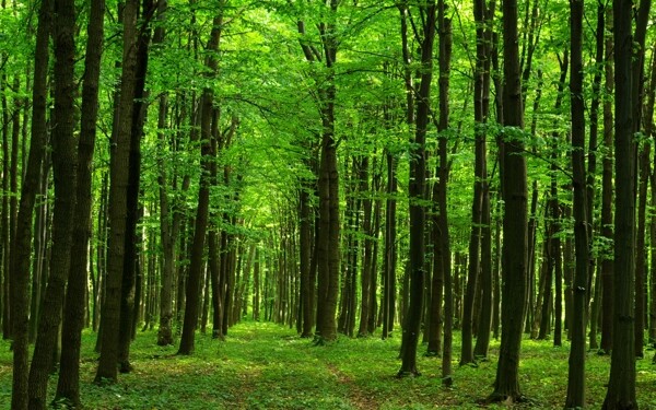 绿色森林大树图片