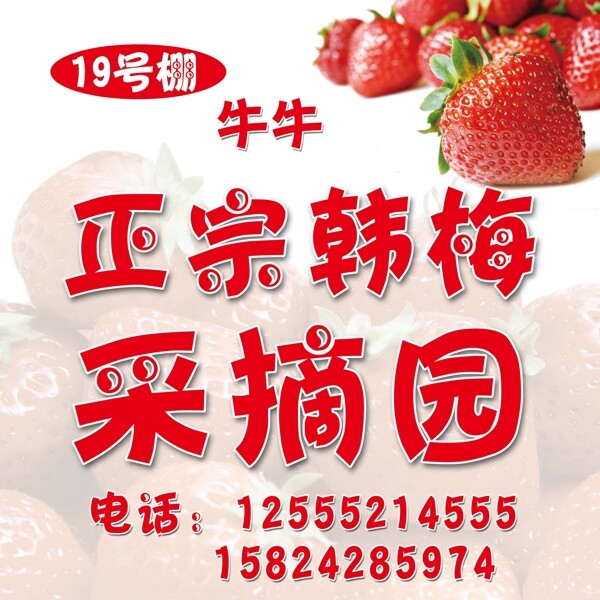 韩梅草莓草莓采摘
