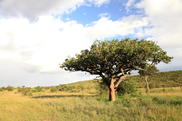 走进纯天然的非洲风光图片