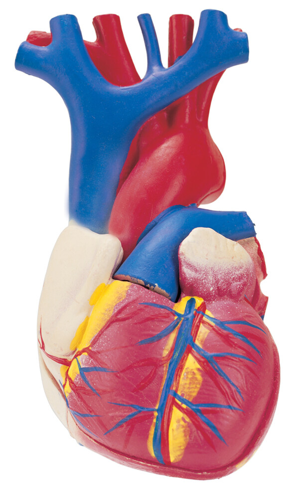 心脏模型图片