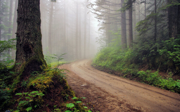 树林中的小路