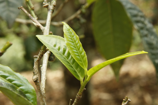 普洱茶树叶图片