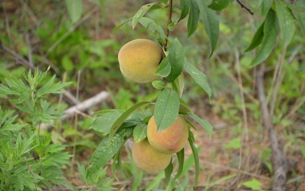桃树结果图片